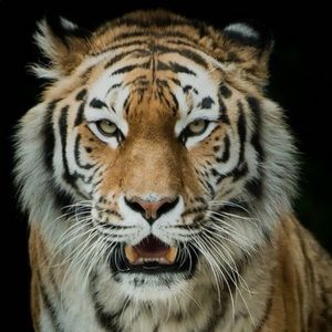 Meet your Posher, Conquer